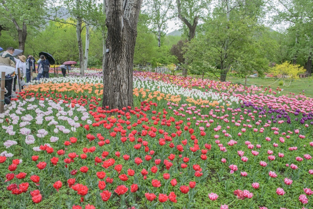 争芳斗艳的郁金香花海