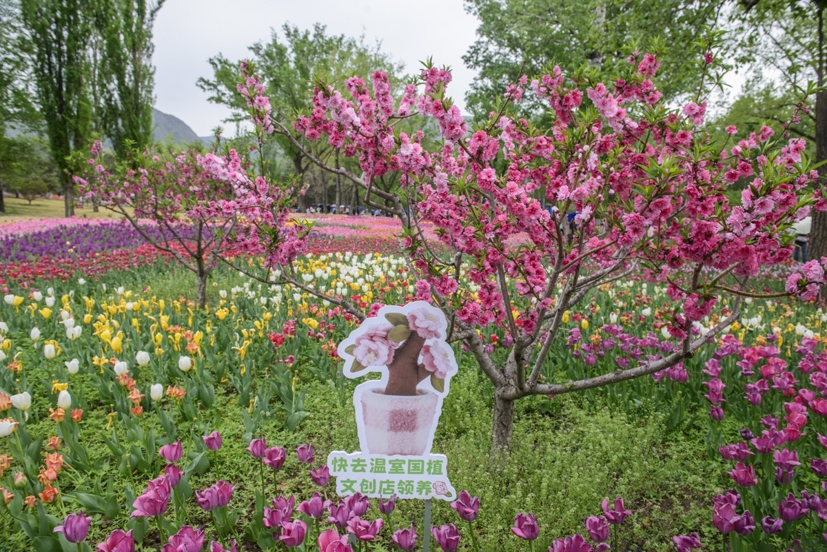 争芳斗艳的郁金香花海