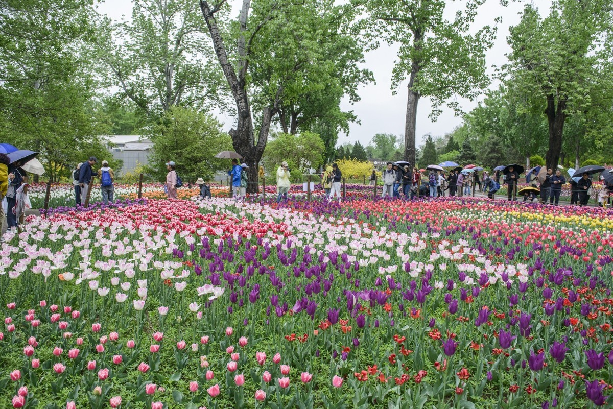 争芳斗艳的郁金香花海