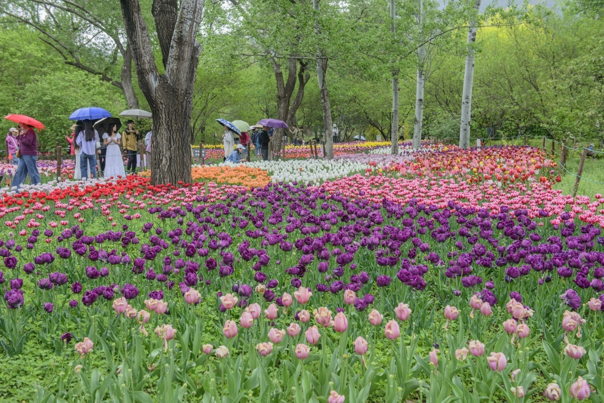 争芳斗艳的郁金香花海