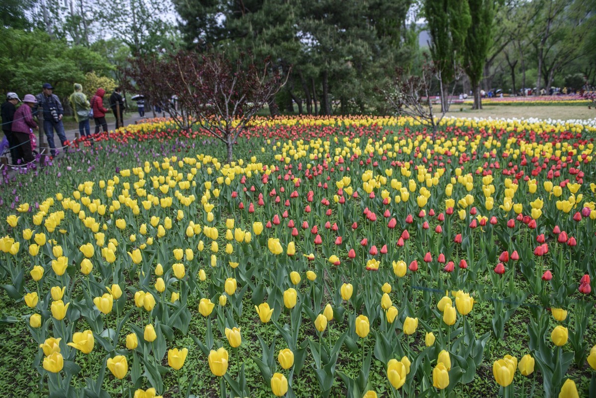 争芳斗艳的郁金香花海