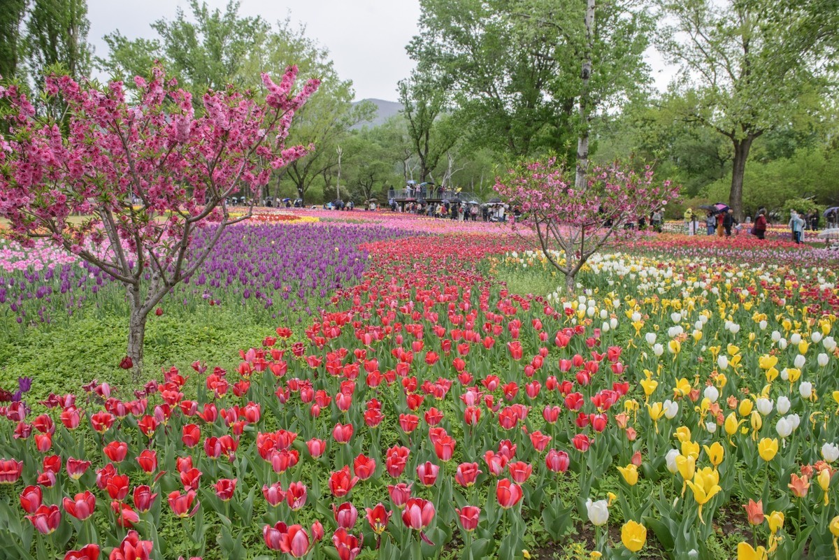 争芳斗艳的郁金香花海