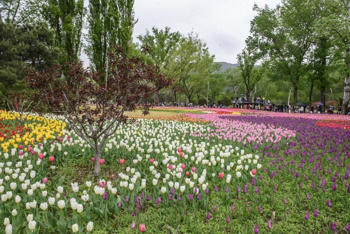 争芳斗艳的郁金香花海