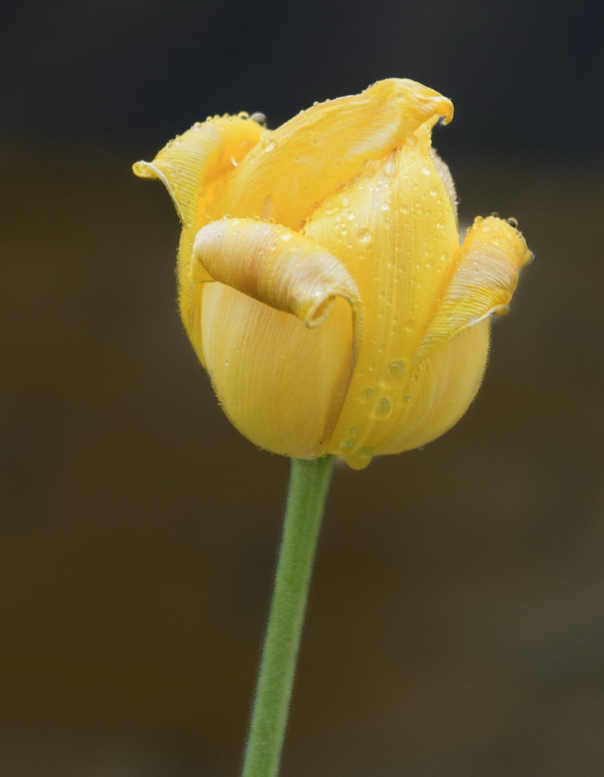 争芳斗艳的郁金香花海