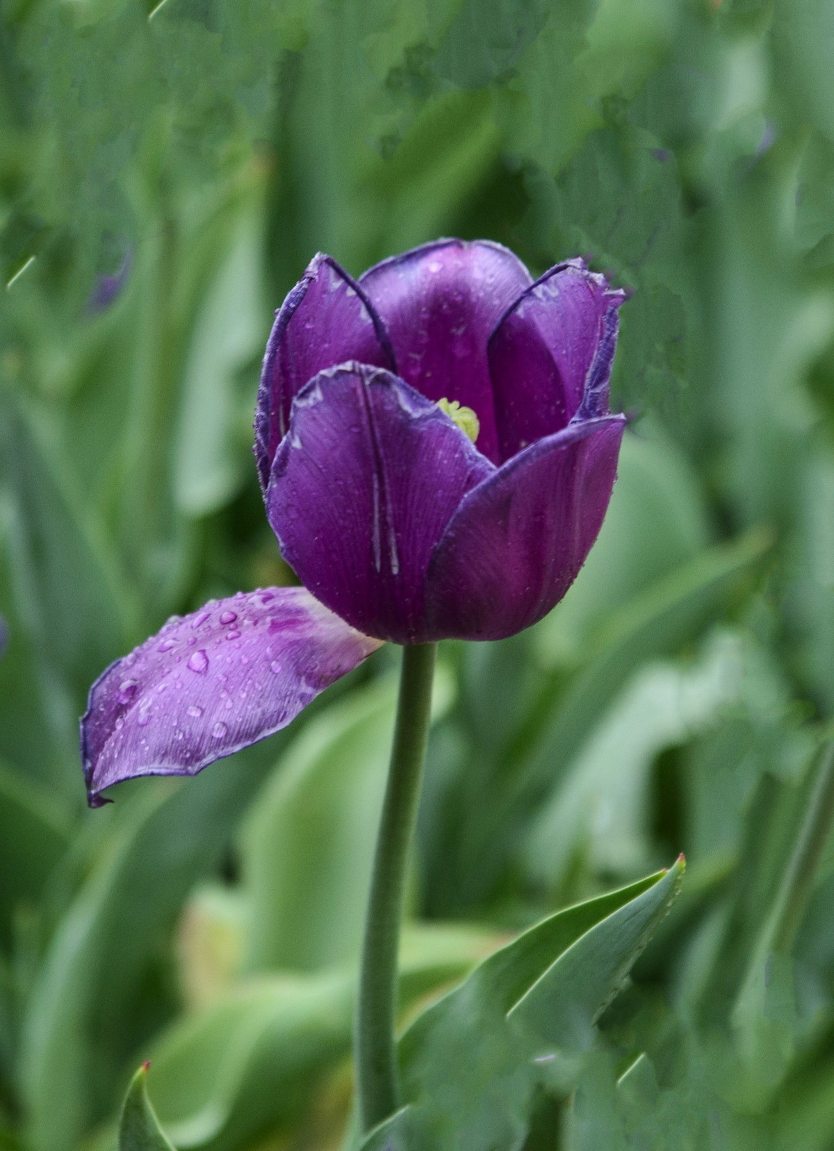 争芳斗艳的郁金香花海
