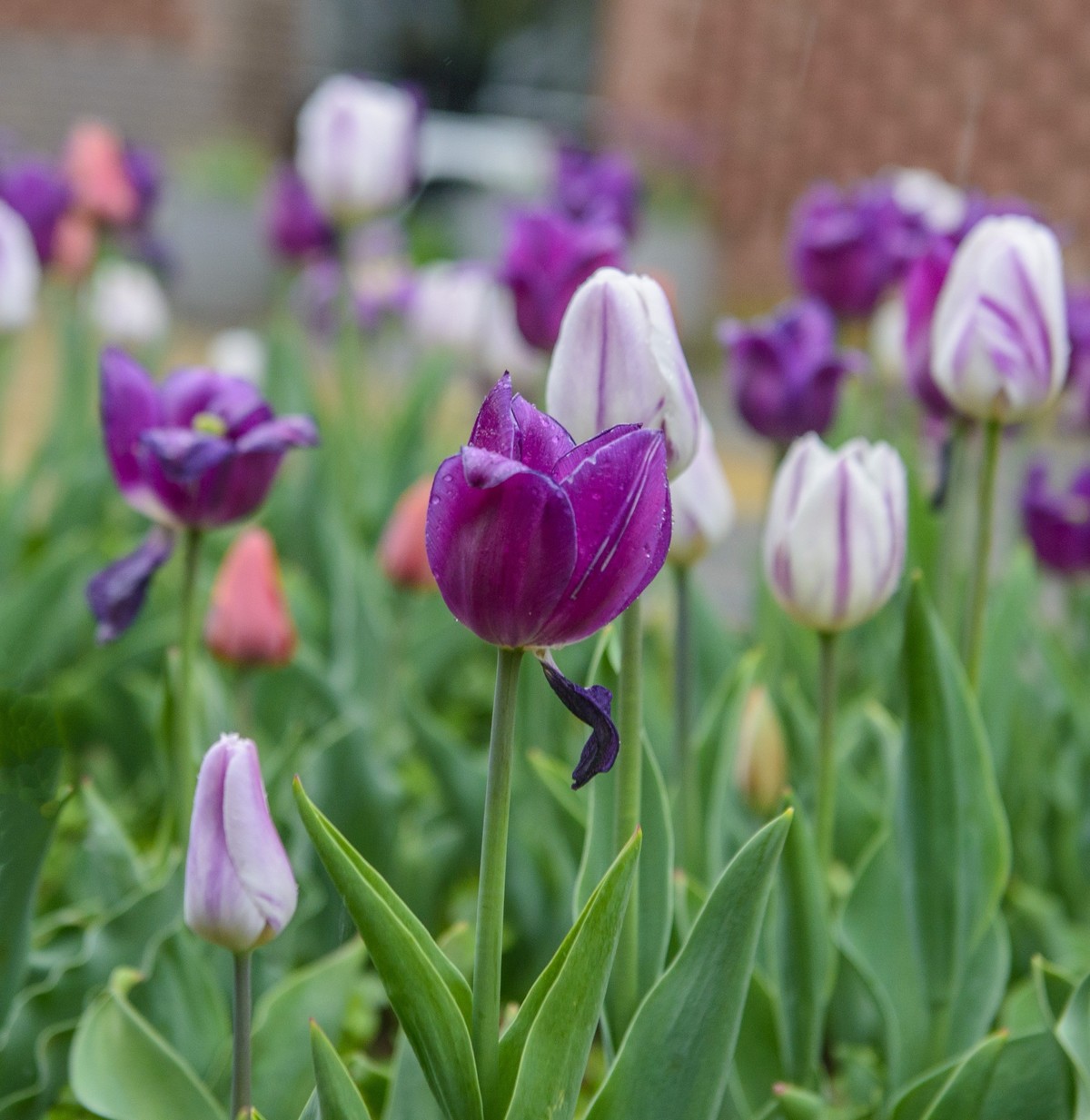 争芳斗艳的郁金香花海