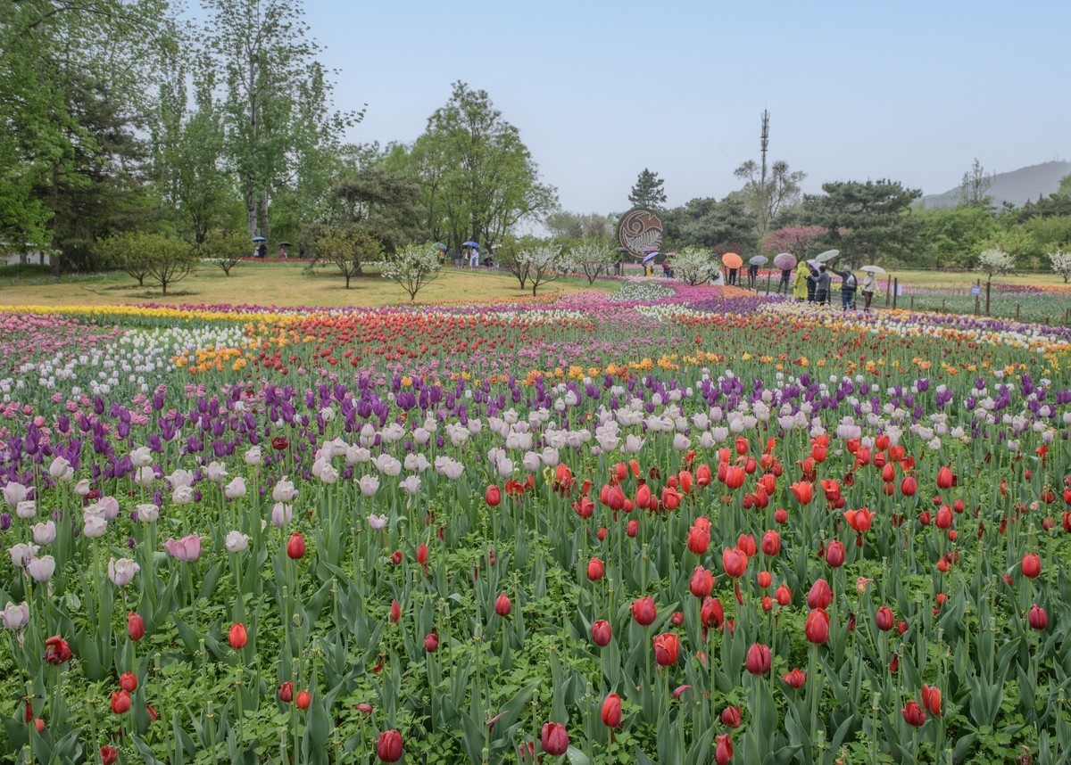 争芳斗艳的郁金香花海