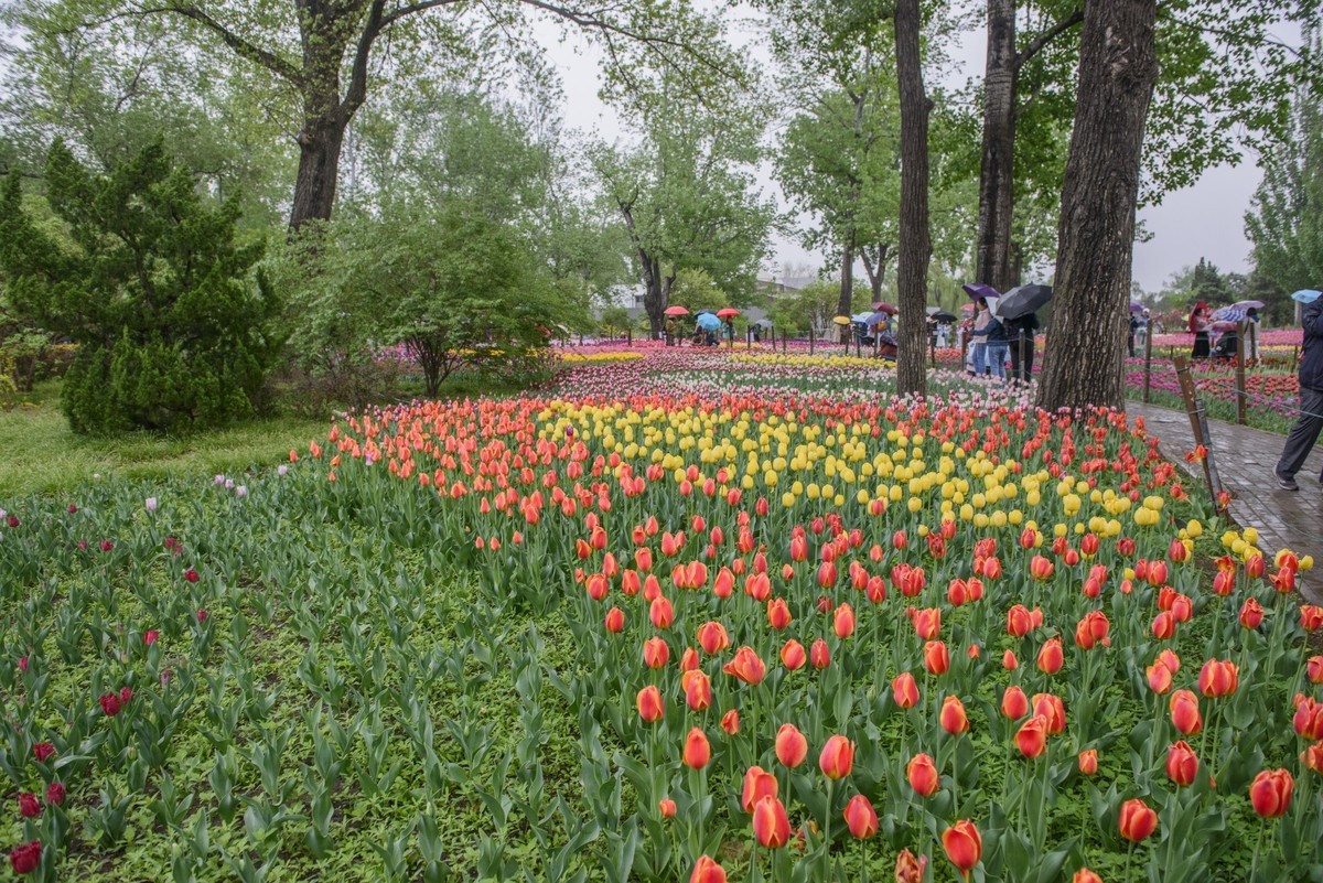 争芳斗艳的郁金香花海