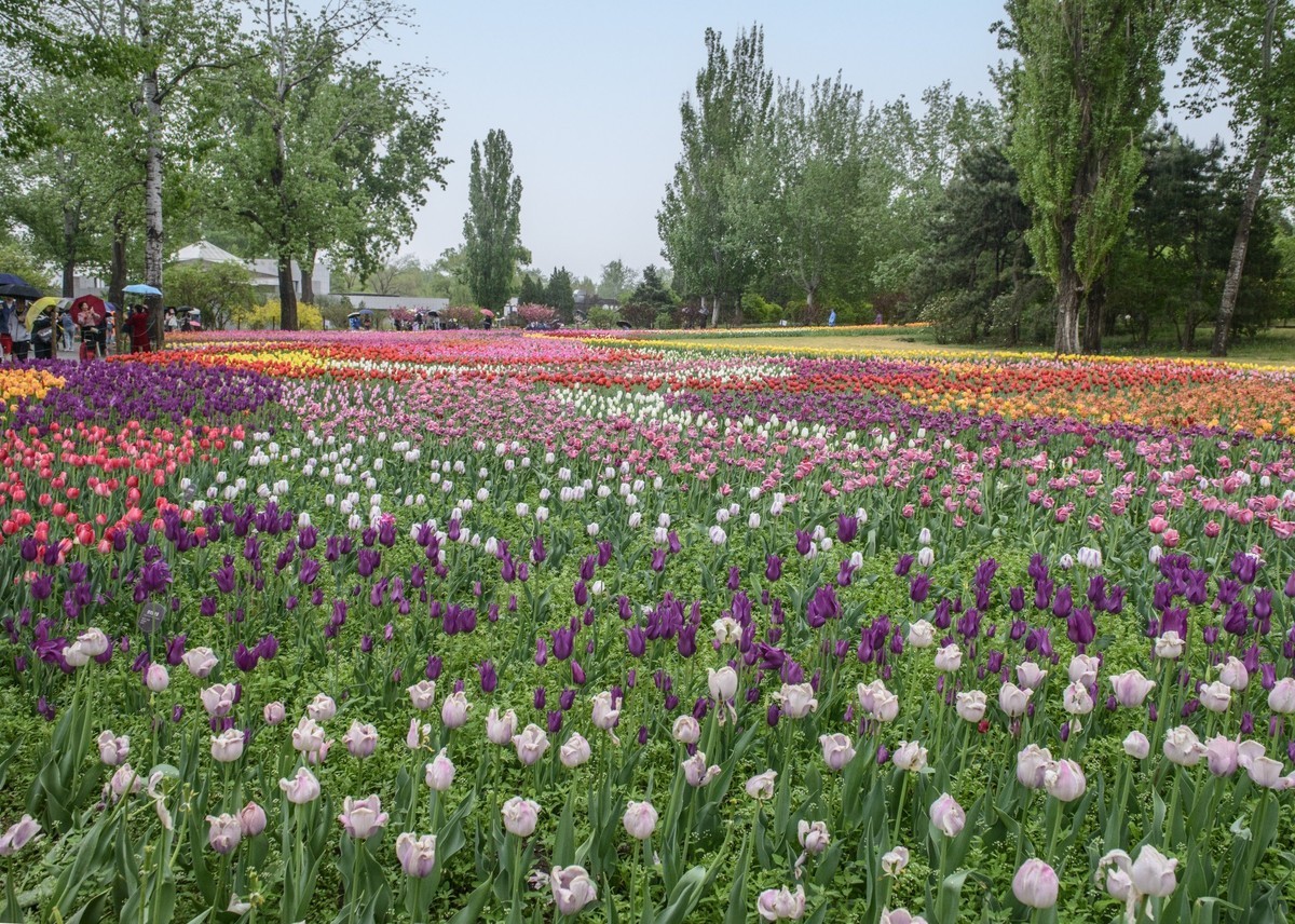 争芳斗艳的郁金香花海
