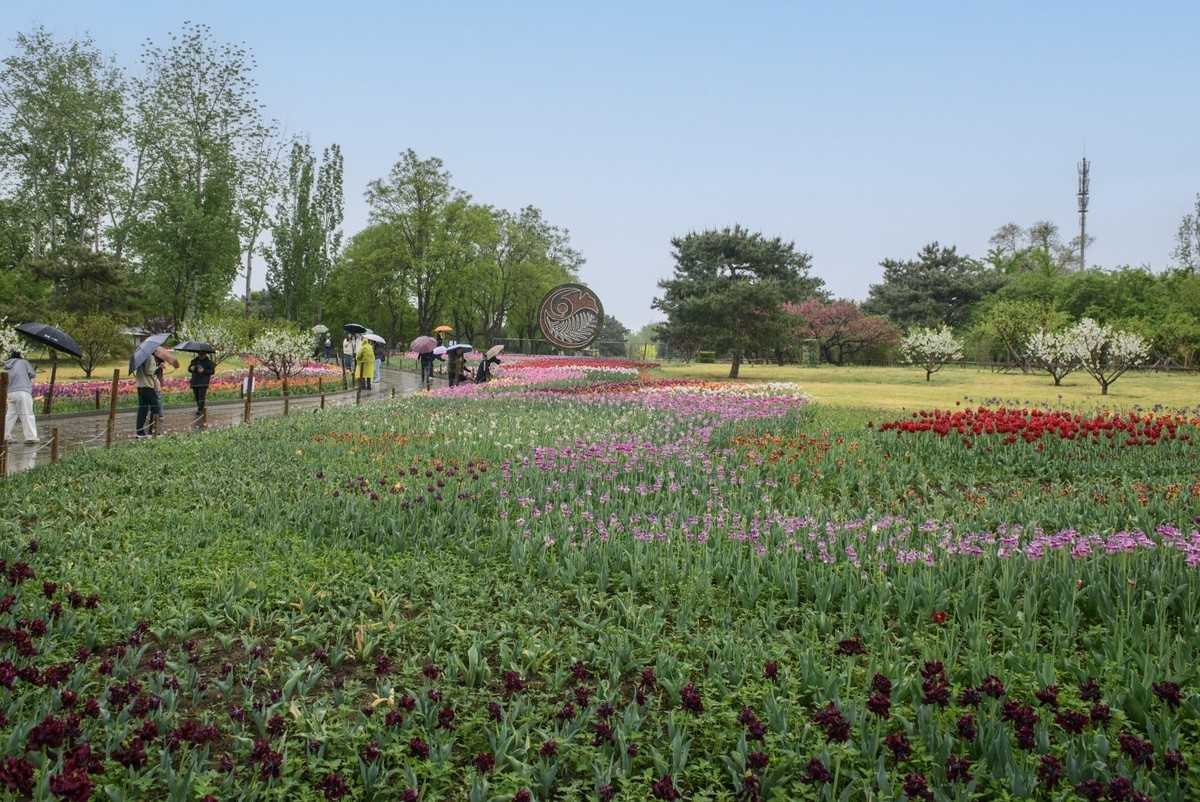 争芳斗艳的郁金香花海