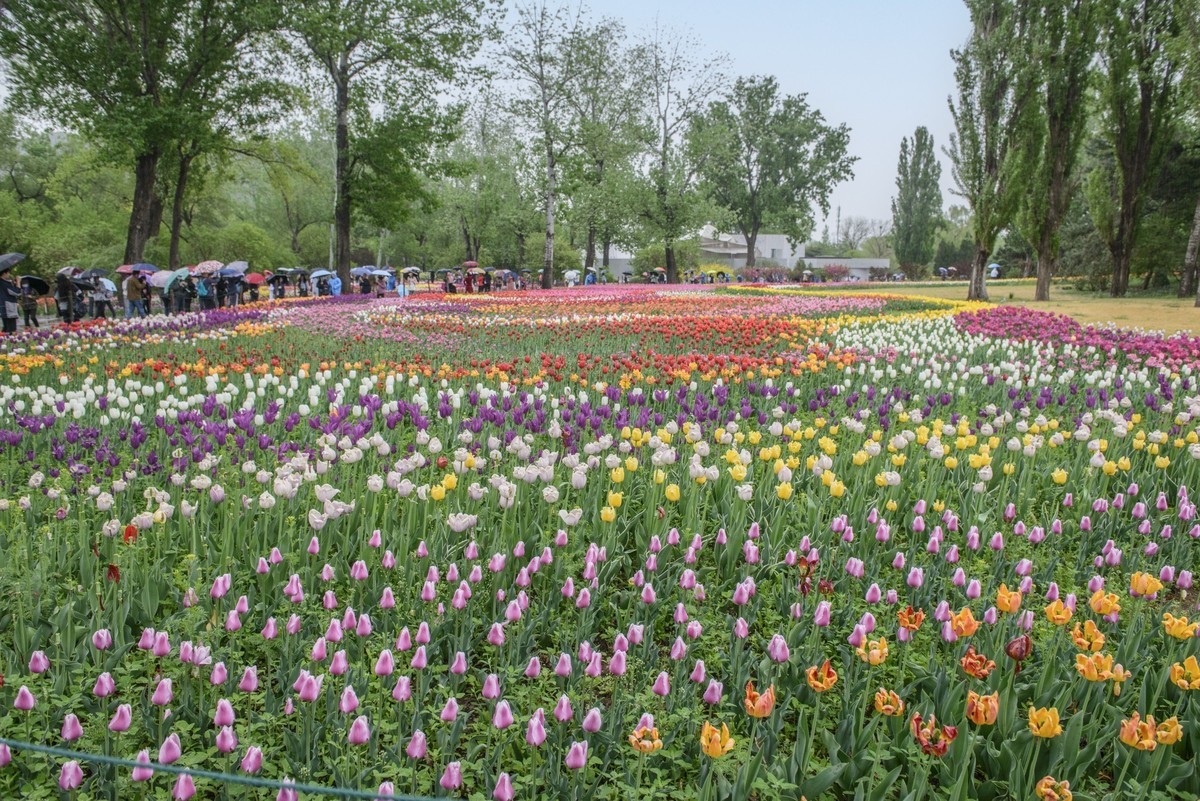争芳斗艳的郁金香花海