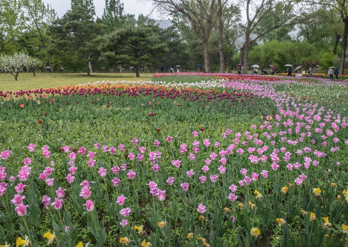 争芳斗艳的郁金香花海