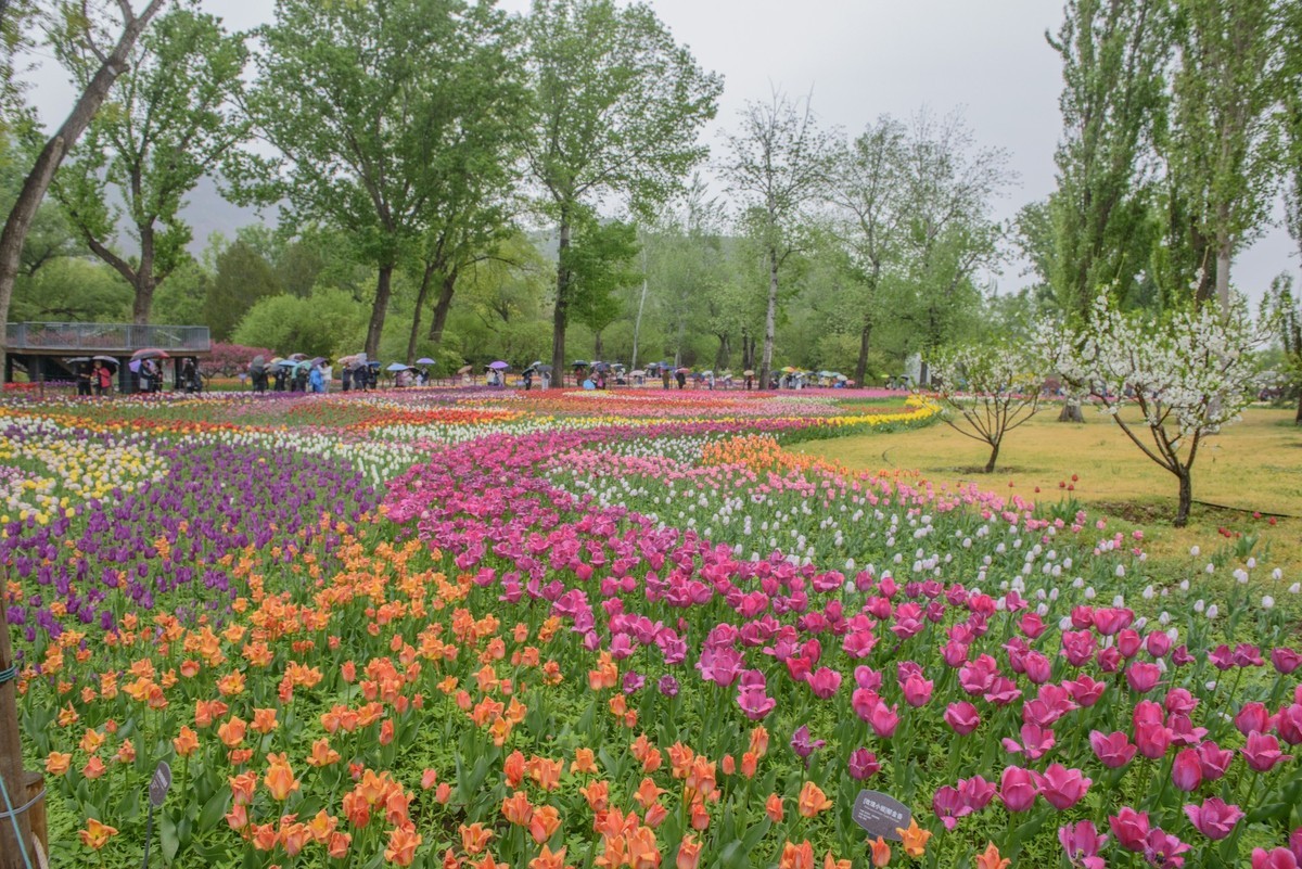 争芳斗艳的郁金香花海