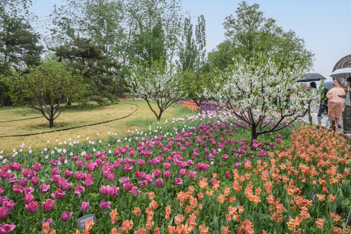 争芳斗艳的郁金香花海