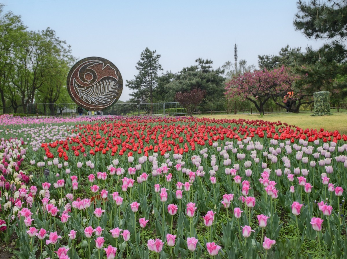争芳斗艳的郁金香花海