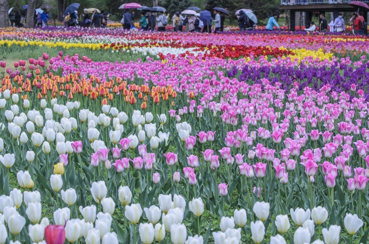 争芳斗艳的郁金香花海