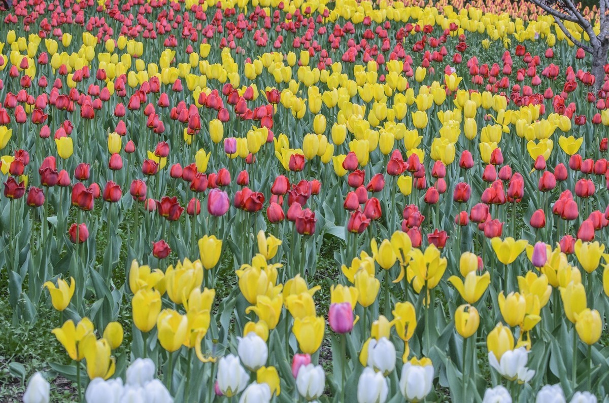 争芳斗艳的郁金香花海