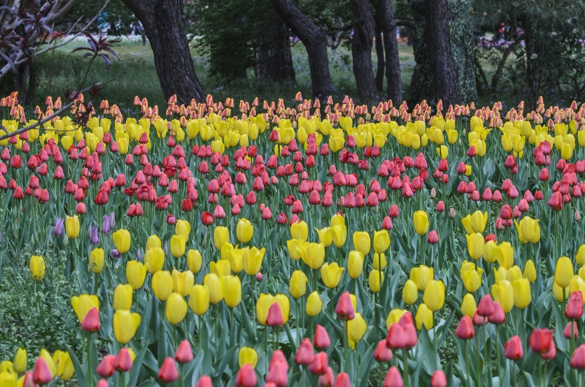 争芳斗艳的郁金香花海