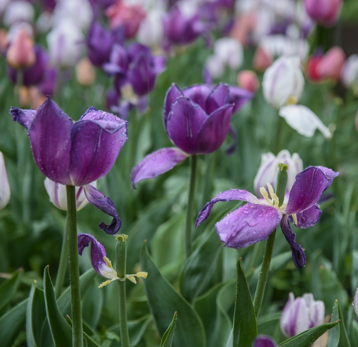 争芳斗艳的郁金香花海