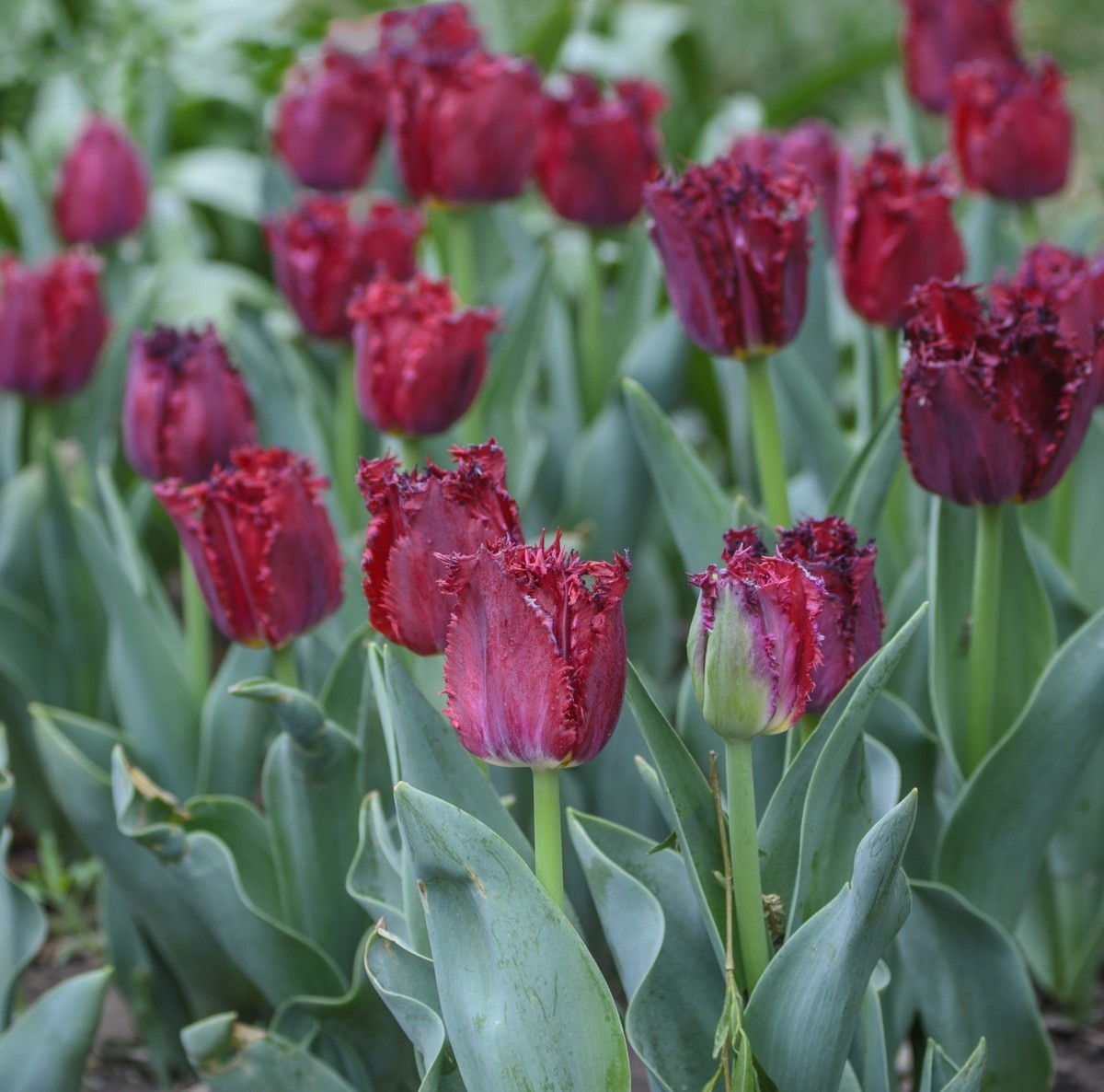 争芳斗艳的郁金香花海