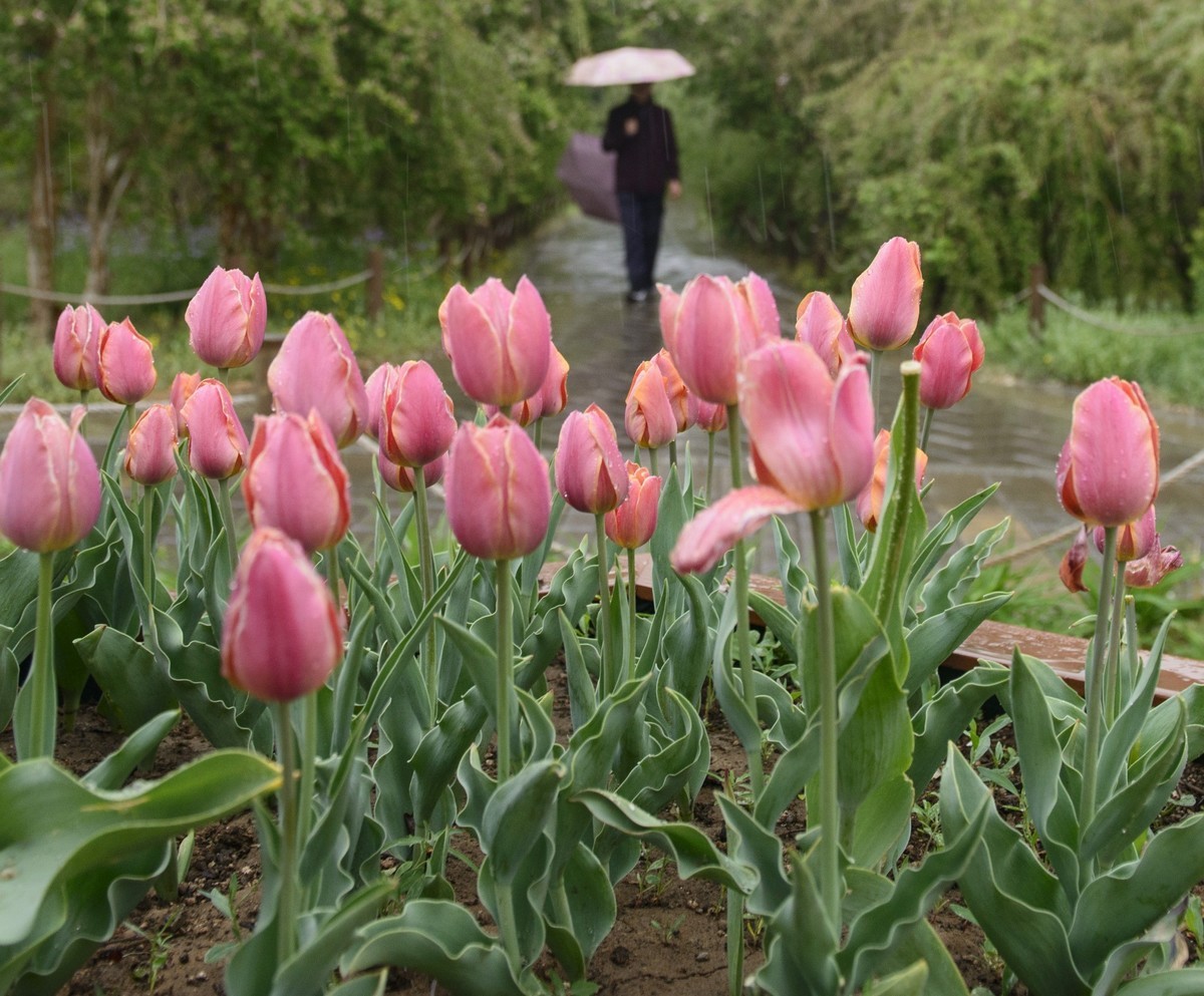 争芳斗艳的郁金香花海