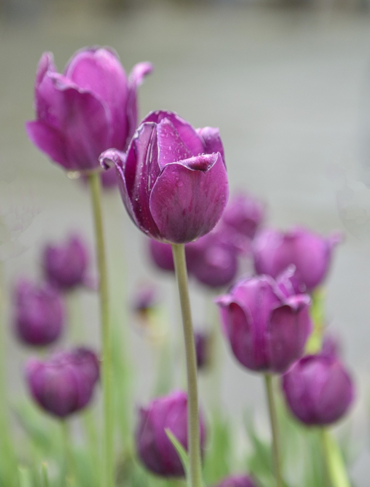 争芳斗艳的郁金香花海