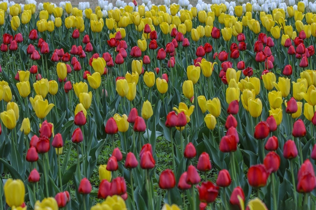 争芳斗艳的郁金香花海