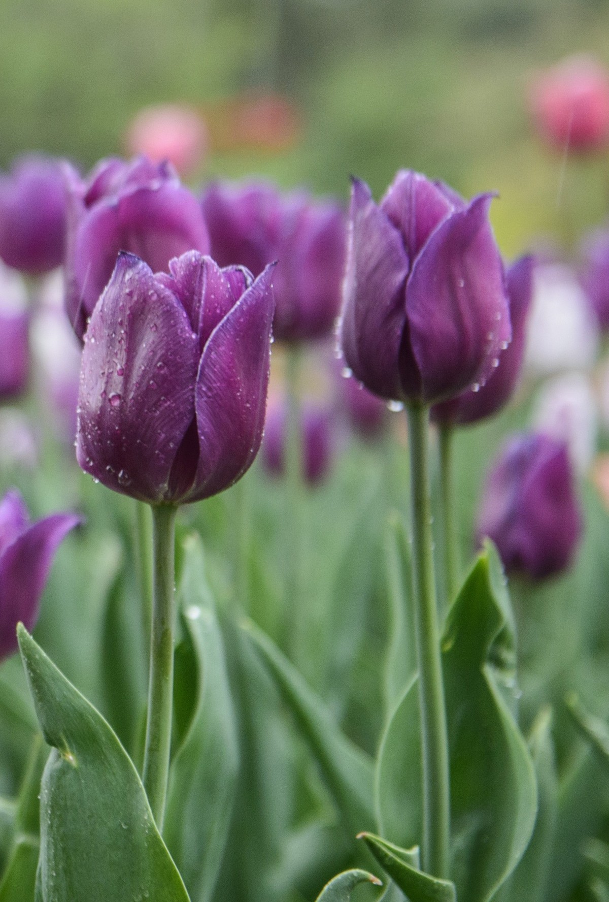 争芳斗艳的郁金香花海