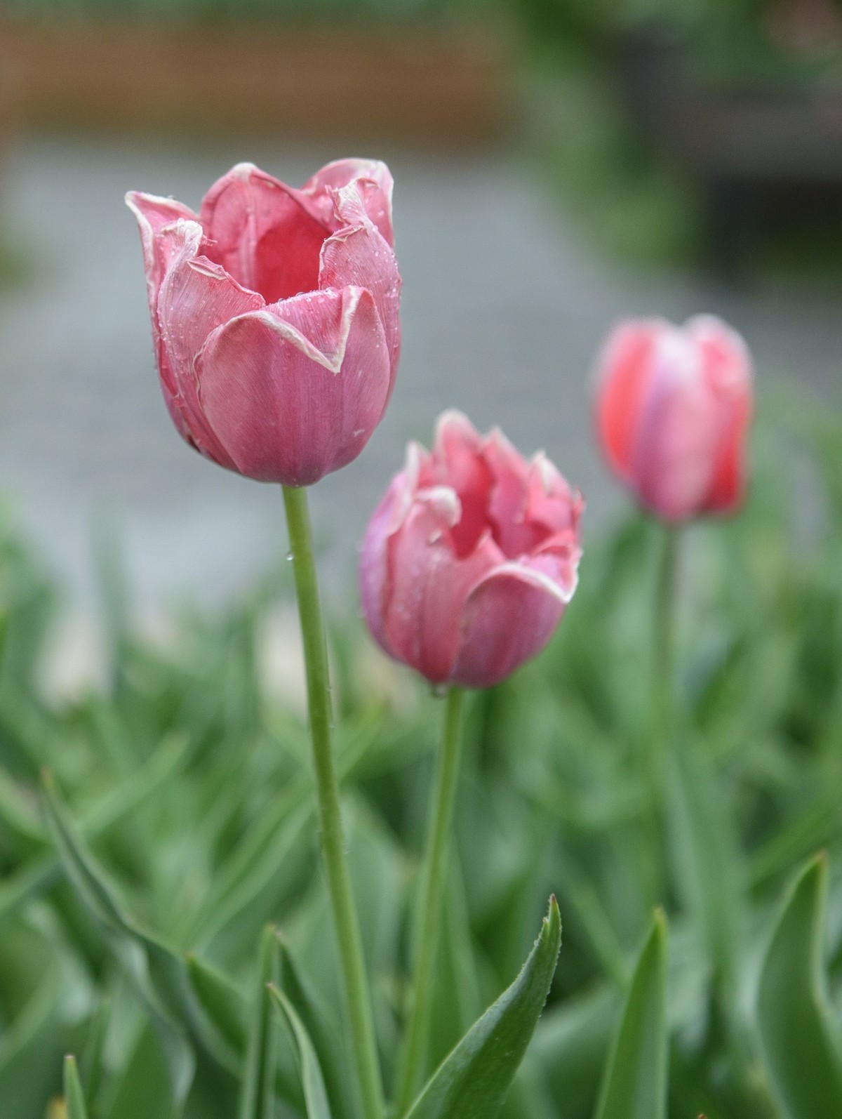 争芳斗艳的郁金香花海