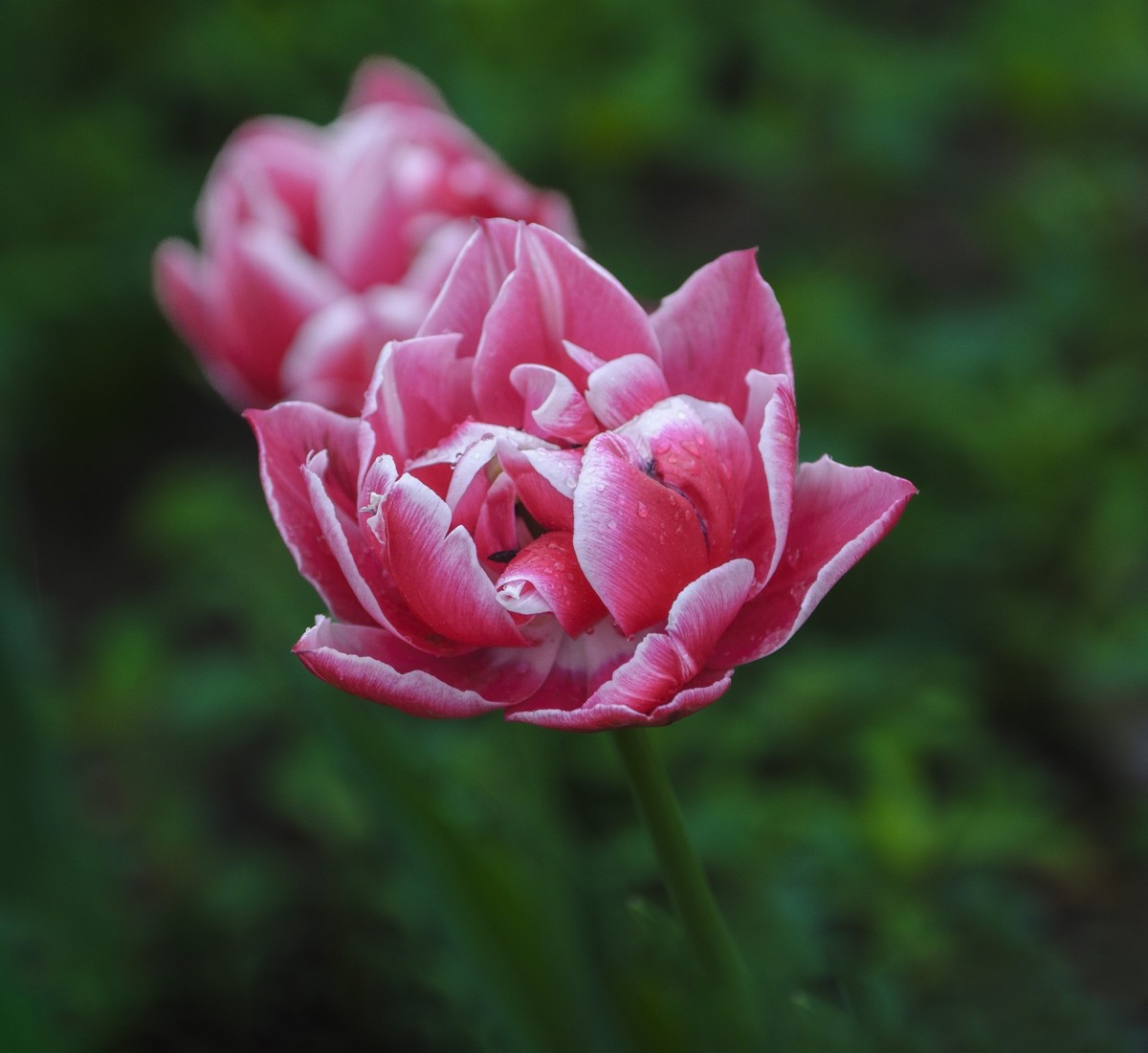争芳斗艳的郁金香花海