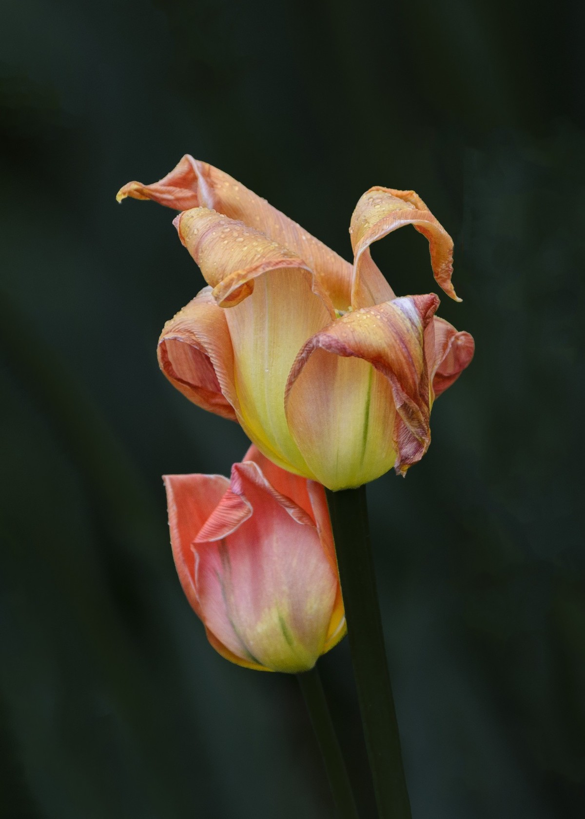 争芳斗艳的郁金香花海