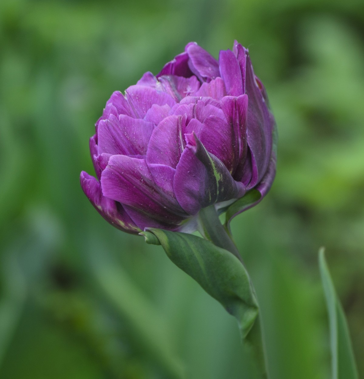 争芳斗艳的郁金香花海