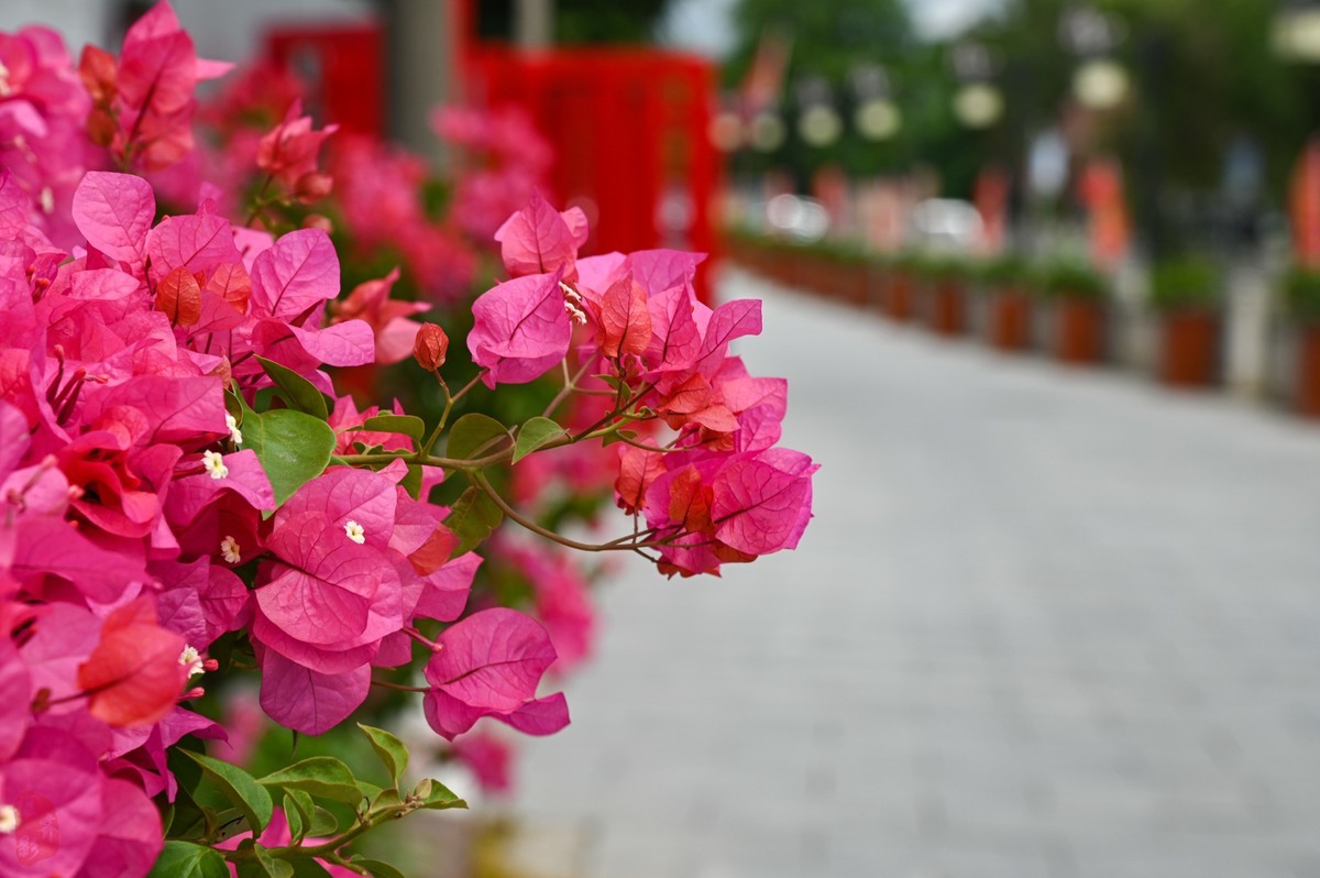阳光明媚花儿竞放