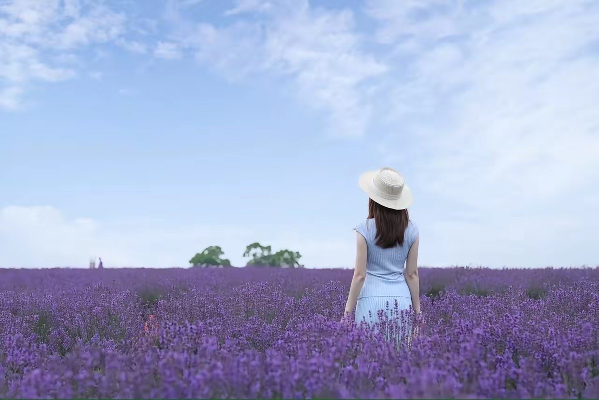 熏衣草中人像--长沙月亮岛1