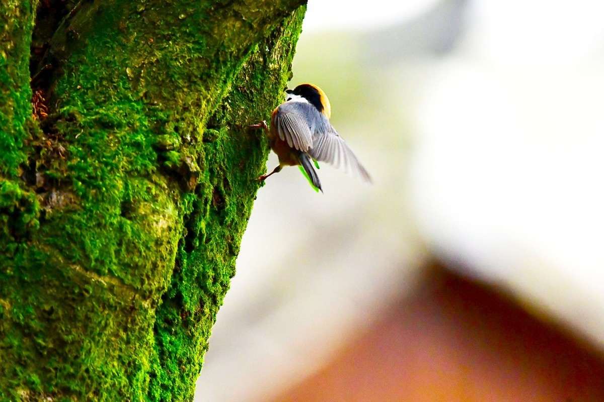 长尾山雀的觅食