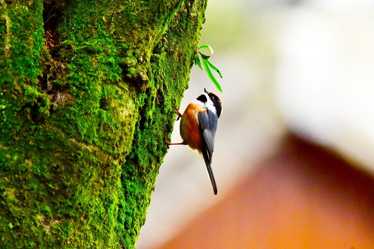 长尾山雀的觅食