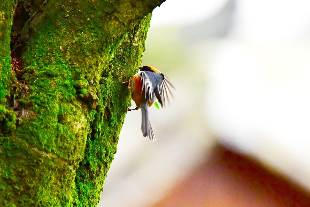 长尾山雀的觅食