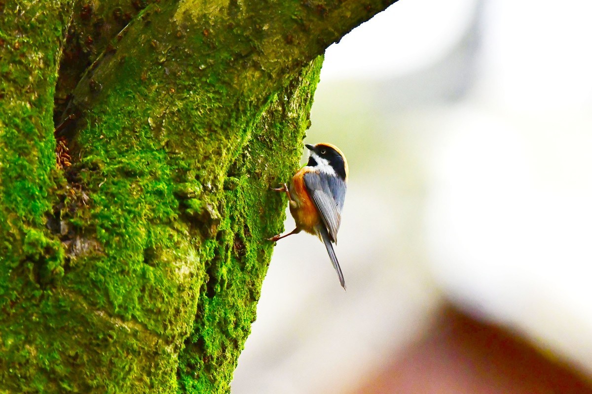 长尾山雀的觅食