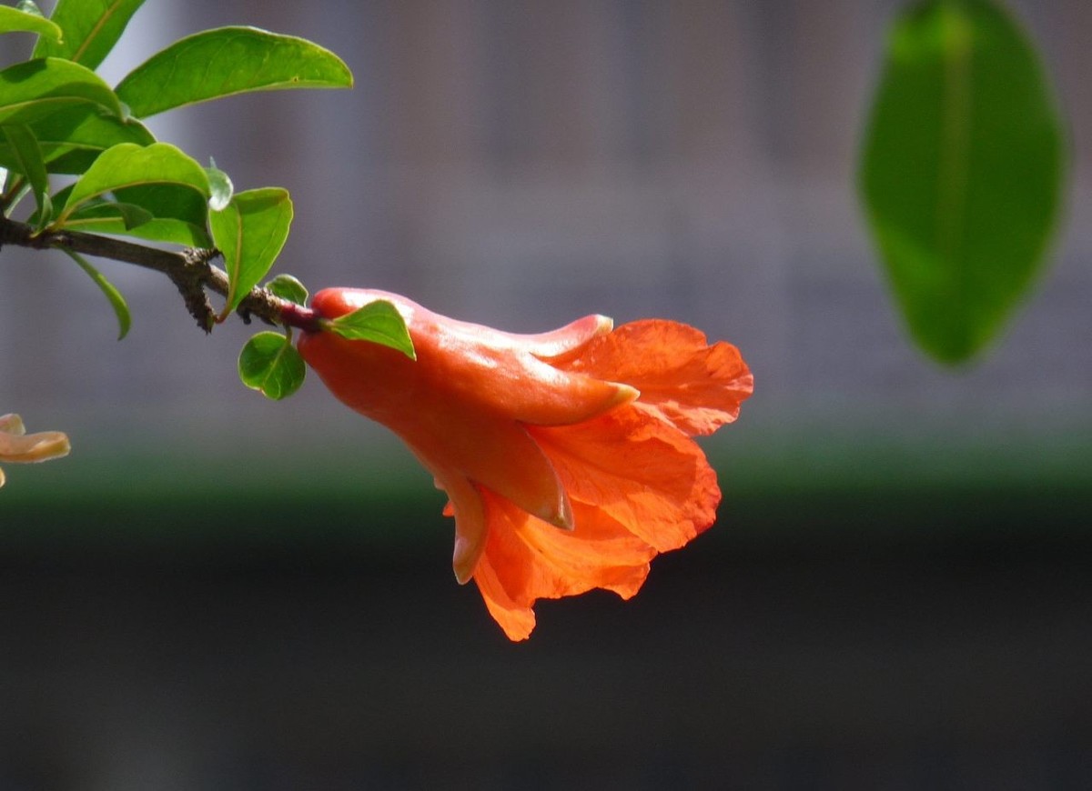 成都龙潭水乡再拍之三