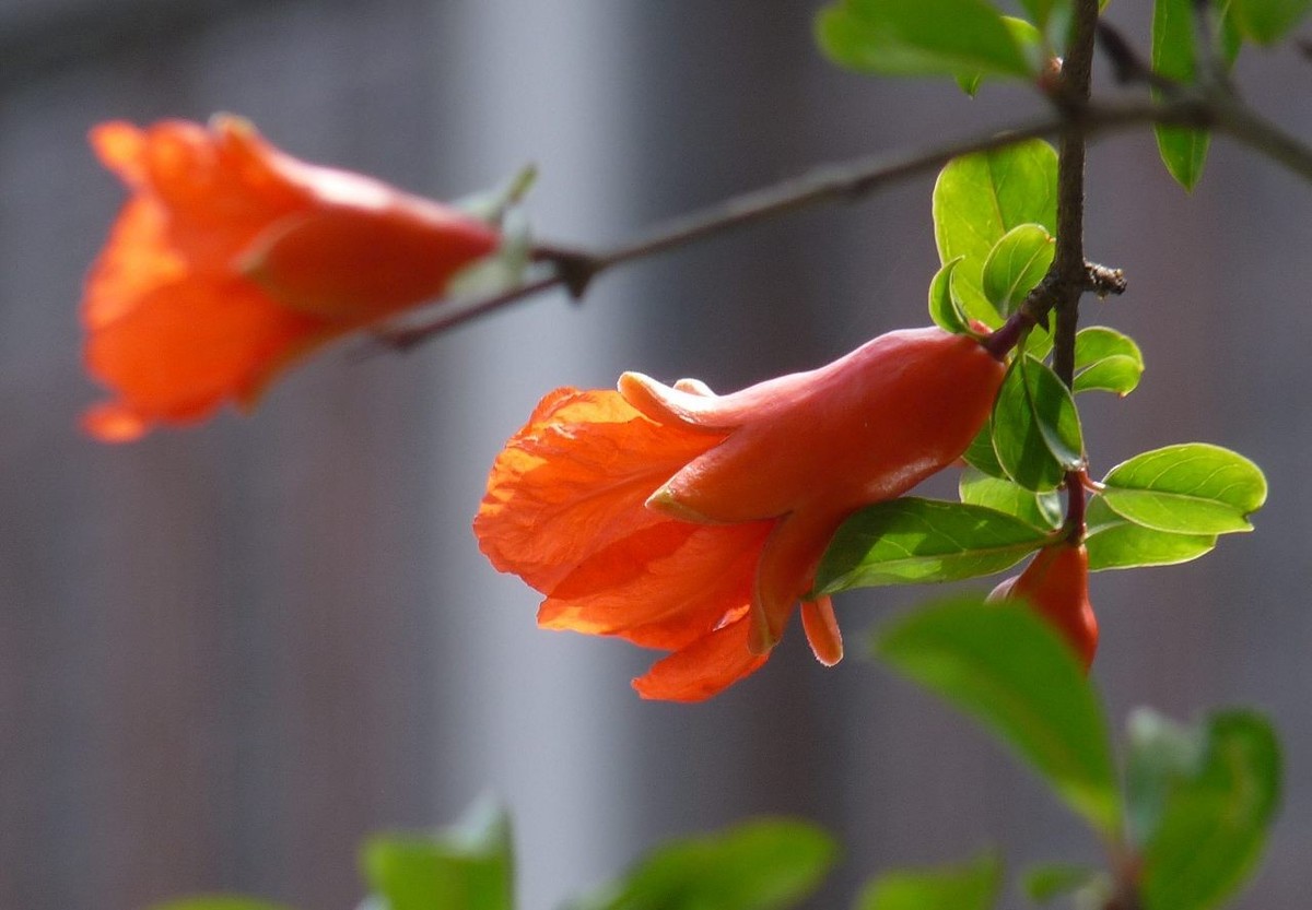 成都龙潭水乡再拍之三