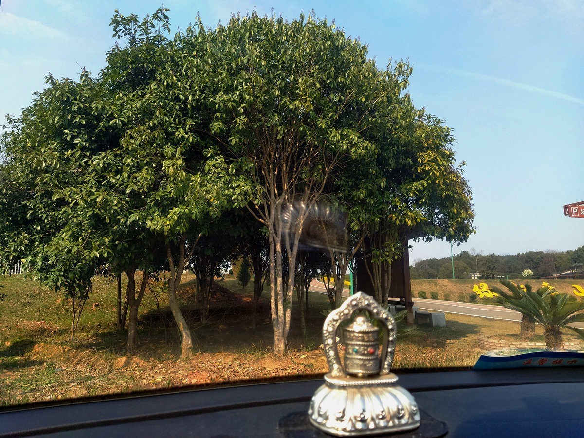 漫步星城 走街串巷（196）春游踏青  别忘野炊