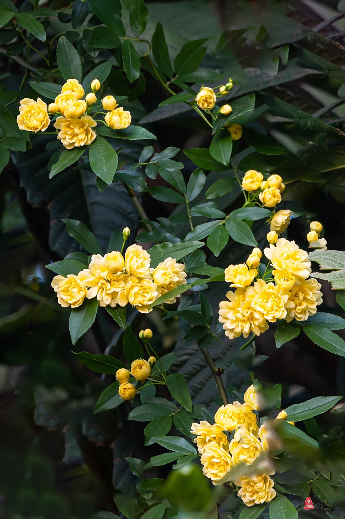 黄木香花-中关村在线摄影论坛