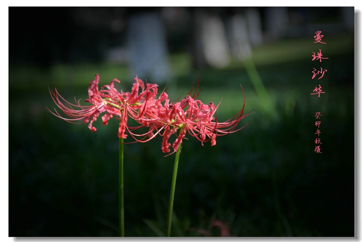 曼珠沙华（2023264）