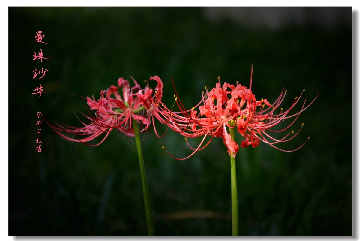 曼珠沙华（2023264）