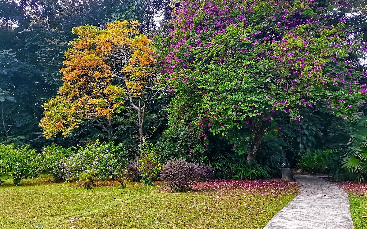 23423秋拍華南植物園