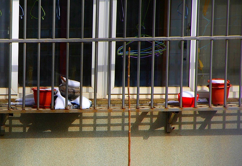 《不老松：纪实摄影》2024.2.22大雪后的第三天拍！对面楼遗雪景！