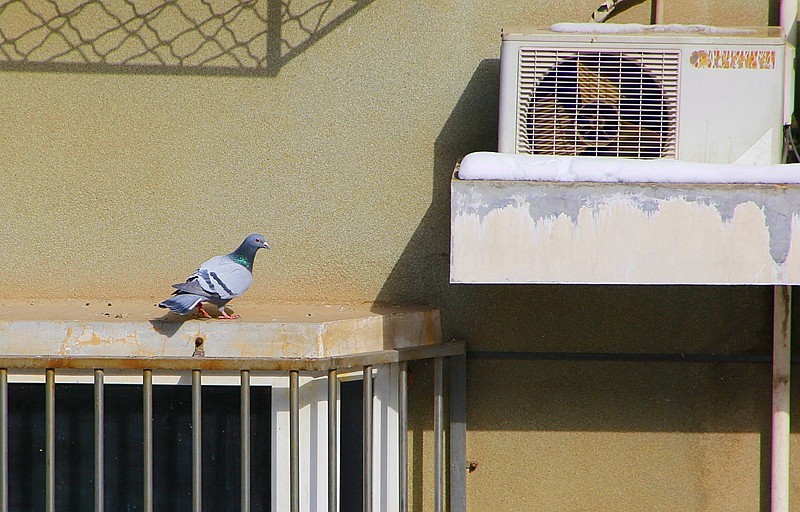 《不老松：纪实摄影》2024.2.22大雪后的第三天拍！对面楼遗雪景！