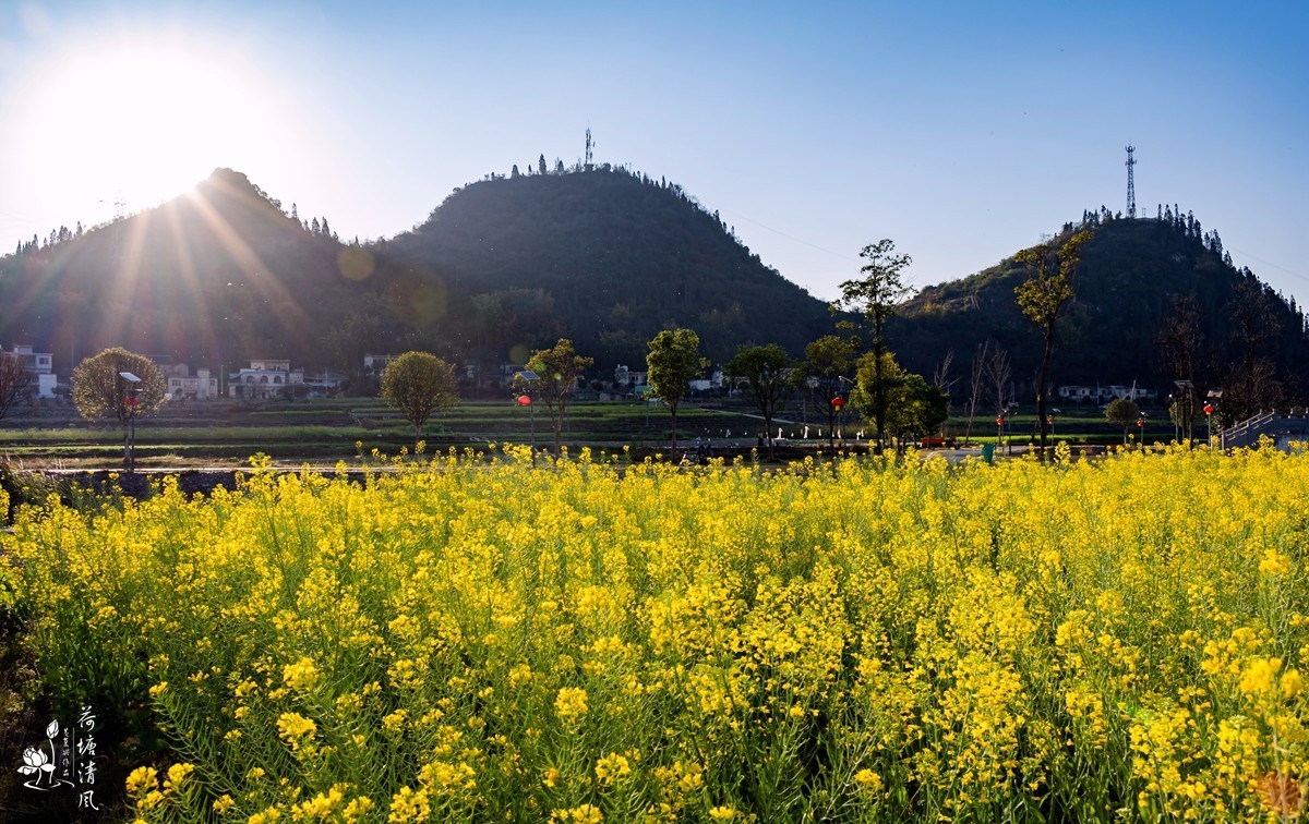 家乡风景:油菜花盛开。-中关村在线摄影论坛