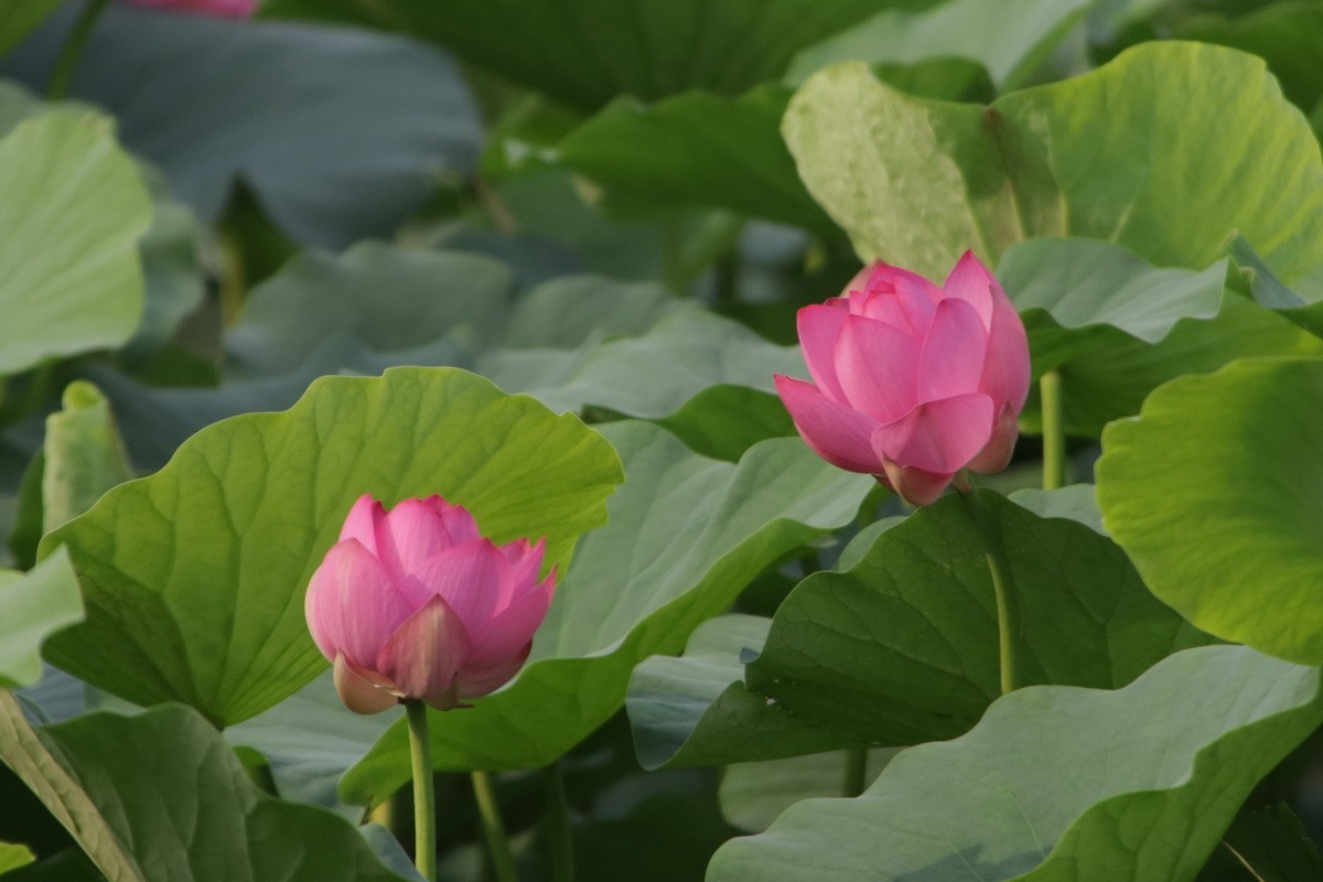 关东百花园（364）——荷花