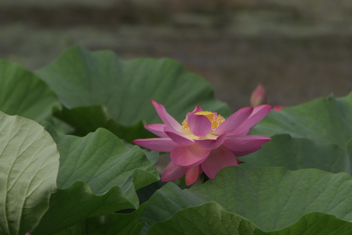 关东百花园（364）——荷花